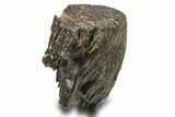 Woolly Mammoth Upper M Molar - Siberia #295866-2